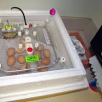 <p>It&#x27;s hatch day for these eggs in Chappaqua Central School District.</p>