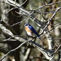 <p>New York&#x27;s state bird, a bright Eastern Bluebird.</p>