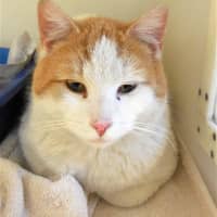 <p>This orange-and-white male cat was found on East Branch Road in Patterson Saturday.</p>