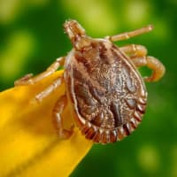 Protect Yourself From Lyme Disease This Summer