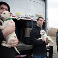 <p>Crates of puppies are unloaded from Grateful Doggies&#x27; van and into the arms of new families.</p>