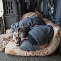 <p>A tired Grateful Doggies volunteer naps on the floor of a van with a rescue puppy.</p>