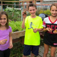 <p>Meadow Pond Elementary School students participate in Harvest Day.</p>