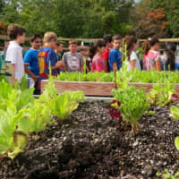 <p>Meadow Pond Elementary School students took part in Harvest Day.and then enjoyed soup prepared with the harvested vegetables.</p>