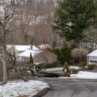 <p>A downed tree in Pleasantville.</p>