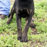 <p>Mary is one of the cutest black labrador mixes to pass through Harrison in awhile. She&#x27;s nearly six months old. Pet Rescue has put her up for adoption at its Harrison Avenue shelter.</p>