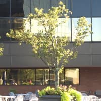 <p>Marcus Partners donated 50 giant planters to Norwalk to help further beautify the city.</p>