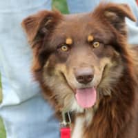 <p>Miki is among the dogs rescued from a &quot;high kill&quot; shelter on Nov. 21 by Pet Rescue of Harrison. Miki and other dogs are available for short- and long-term foster care or permanent adoption from the facility at 7 Harrison Ave. </p>