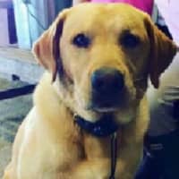 <p>Barney, a 4-year-old golden Lab, went missing from his Millbrook home in July. His devastated family is offering a reward for his return.</p>