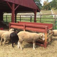 <p>These are some of the animals visitors can see at Muscoot Farm.</p>