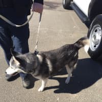 <p>Neekah is a spayed 9-year-old husky, described as very sweet and energetic.</p>