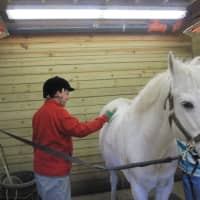 <p>Nick Evarts of New Canaan learns horsemanship and grooming.</p>