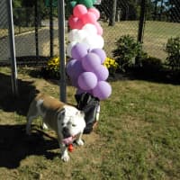 <p>According to Dakota&#x27;s owner, Joyce Rytelewski, the 10-year-old English Boxer loved Port Chester&#x27;s new dog park and made a lot of new friends on Sunday. </p>