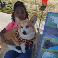 <p>Kids got to commune with corgies and other adorable, adoptable pets at the new Paws Crossed Animal Rescue last Saturday.</p>