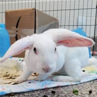 <p>Peony, an active seven-month-old rabbit, is one of the many animals up for adoption</p>