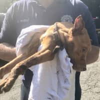 <p>Phoenix was rescued from a Paterson apartment in sweltering temperatures Wednesday.</p>
