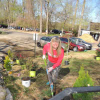 <p>Planting trees, shrubs and flowers at STAR in Norwalk</p>