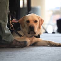 <p>Veteran James Brereton brought his service dog, Bernie, to Stryker&#x27;s military appreciation event with K9s for Warriors in Mahwah.</p>
