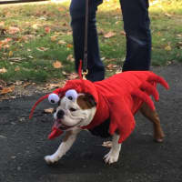 <p>The Harvest Market features a dog costume parade at 11 a.m.</p>