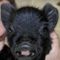 <p>The piglets were born on Saturday, April 9, at Connecticut&#x27;s Beardsley Zoo.</p>