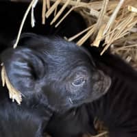<p>The piglets were born on Saturday, April 9, at Connecticut&#x27;s Beardsley Zoo.</p>