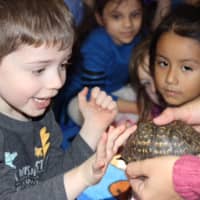 <p>Pre-K students at the Pocantico Hills School in Tarrytown get to know a box turtle, one of the many critters that visit through the Teatown Lake Reservation&#x27;s &quot;Nurtured by Nature&quot; program.</p>