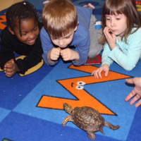 <p>Pre-K students at the Pocantico Hills School in Tarrytown were surprised by how fast box turtles can travel when they want to, said instructors for the Teatown Lake Reservation&#x27;s &quot;Nurtured by Nature&quot; program.</p>