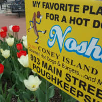 <p>Nosh&#x27;s Coney Island.</p>