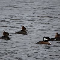 <p>Male (black) and female (brown) Hooded Mergansers could not look more different.</p>