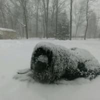 <p>Rowdy enjoys the snow in Hopewell Junction.</p>