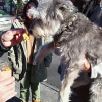 <p>A dog tries a sample of Heelers dog food during a tasting in front of Outpost in Bedford Village.</p>