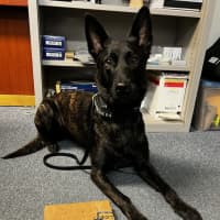 <p>K9 Officer&nbsp;Fortini helped sniff out the kilogram of cocaine, police said.</p>