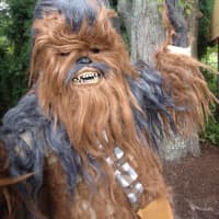 <p>Chewbacca was in attendance at Saw Mill Club&#x27;s family fun day.</p>