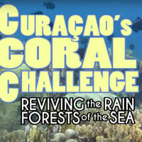 Pace Student's Coral Reef Documentary Garners Rave Reviews 