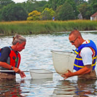 <p>Teachers used seine nets to collect species of fish and other marine organisms, the same way their students do throughout the year.</p>