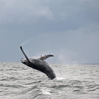 <p>A humpback whale breaches off the coast of Stamford in September 2015. The photo is courtesy of Dan Lent and the Maritime Aquarium at Norwalk.</p>