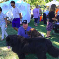 <p>Jeff King, of Norwalk, with his two Newfoundland dogs, Tank, 6, foreground and sister Kenzy, 5 1/2, at Adopt-A-Dog&#x27;s &quot;Puttin&#x27; On The Dog&quot; Sunday in Greenwich.</p>