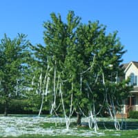 <p>Toilet papering is a popular mischief night ritual. </p>