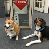 <p>Hailey and Dooli are members of the team at Clearview in Bridgeport.</p>