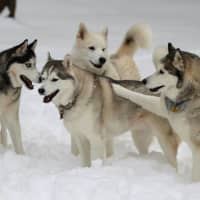 <p>The Siberian Huskies of the Peyreigne family in Weston, Max, Apollo, Athena and Zeus, play in last month&#x27;s snowstorm.</p>
