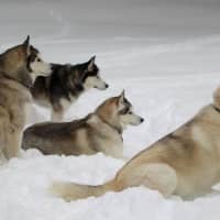 <p>The Siberian Huskies of the Peyreigne family in Weston pose for a group photo during last month&#x27;s snowstorm.</p>