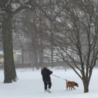 <p>No matter the weather the dog has to be walked as a hardy soul walks with the dog in Stamford on Monday.</p>