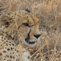 <p>&quot;Cheetah – you can tell because cheetahs have the black teardrop lines going down their face.&quot;</p>