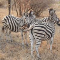 <p>&quot;Up close and personal with some zebras.&quot;</p>