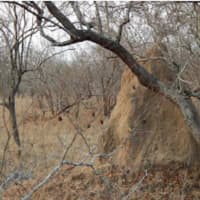 <p>&quot;For those of us who have had termites, can you believe this is an African termite hill? I thought I had termite problem!&quot;</p>