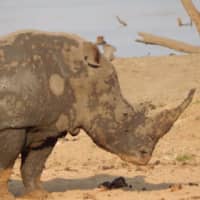 <p>&quot;Speaking of rhinos, this one just finished having a nice mud bath,&quot; Holmes wrote. &quot;Maybe I will try it. I have heard it’s good for the skin.</p>