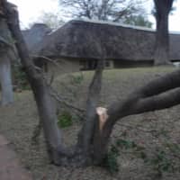 <p>&quot;Here is the tree the elephant split in half.&quot;</p>