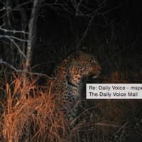<p>&quot;The night after the elephant charge, we heard a leopard growling under window. We found out it was a leopard because the guides came and examined its tracks and dung. They can tell everything by dung. FYI: Vegetarian animals don&#x27;t have smelly dung.&quot;</p>