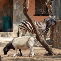 <p>&quot;We went to a wonderful animal reserve where they rescue and care for injured animals. This zebra lost his mom and he was rehabilitated and this sheep stood in for his mother. To this day they behave like mother and son.&quot;</p>