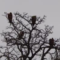 <p>&quot;Vultures waiting in the tree; hoping that their dinner isn’t me.&quot;</p>